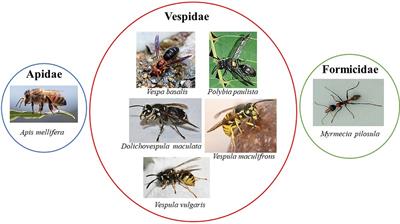 Potential and limitations of epitope mapping and molecular targeting in Hymenoptera venom allergy